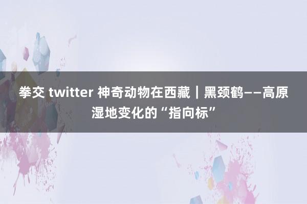 拳交 twitter 神奇动物在西藏｜黑颈鹤——高原湿地变化的“指向标”